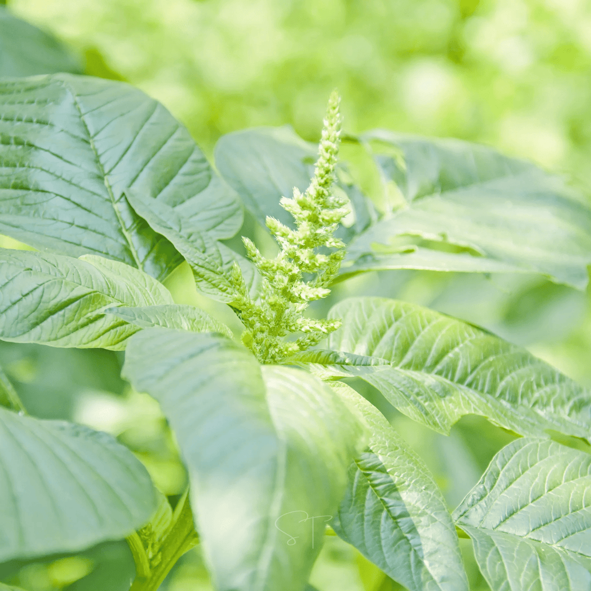 Green callaloo amaranth plant with textured leaves and pale green flower spike