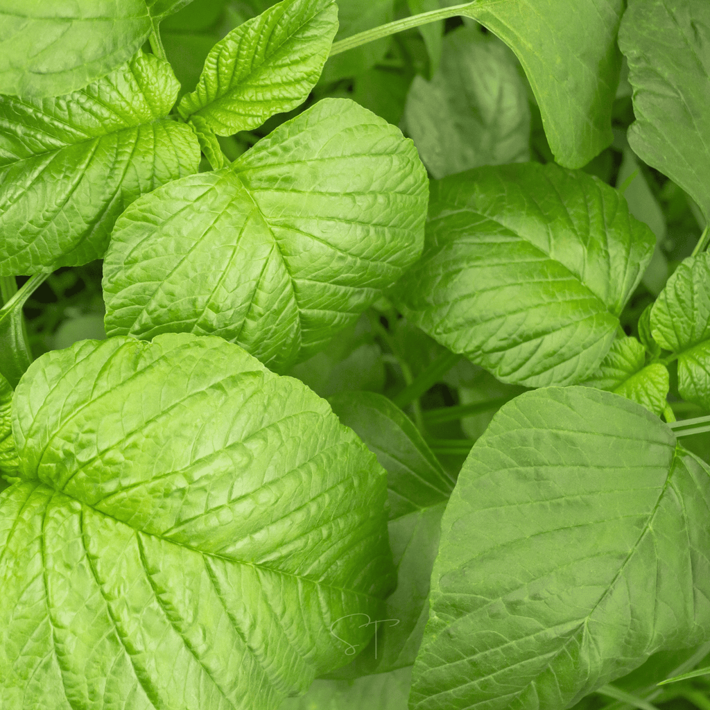 Green callaloo amaranth leaves, vibrant chartreuse-green with visible veins