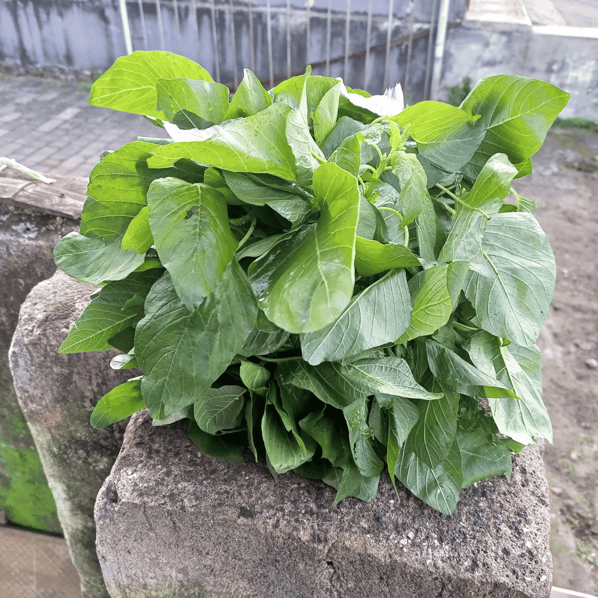 Green callaloo amaranth plant in raised planter with dense light-green leafy growth