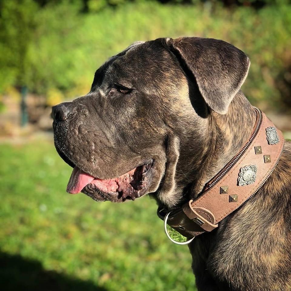 Dog collar in brown leather with silver conchos and pyramid studs, side view