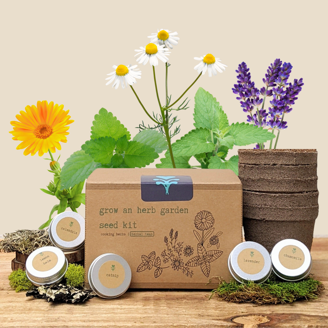 Herbal tea seed kit box with small seed packets and labeled tins, on tabletop