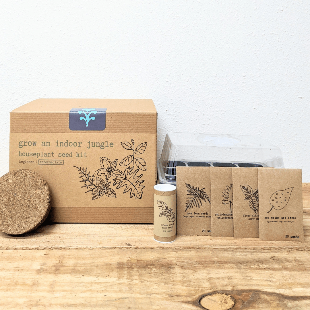 Houseplant seed kit with cardboard box, seed packets, and clear seedling tray
