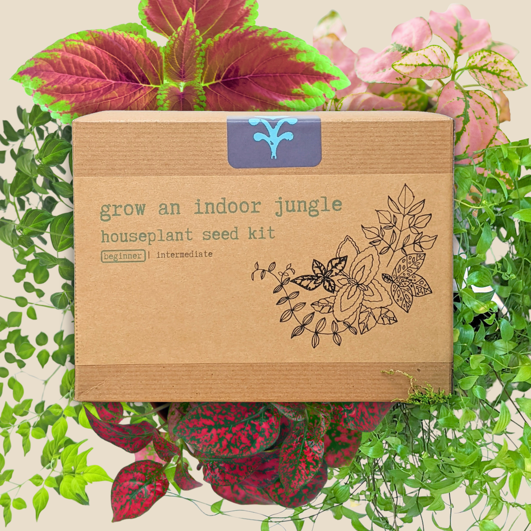 Houseplant seed kit box with grow-an-indoor-jungle text and leaf illustration