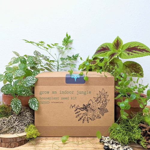 Houseplant seed kit box with grow-an-indoor-jungle branding and seed-starting materials