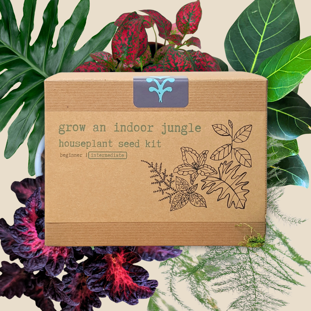 Houseplant seed kit box with grow-an-indoor-jungle label surrounded by leafy plants