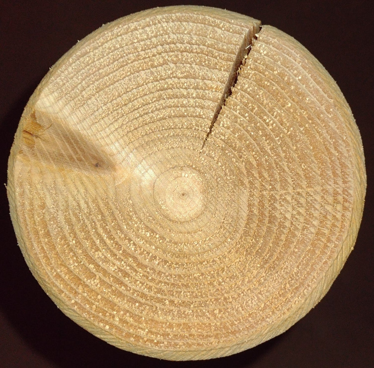 Wood log slice with visible growth rings, natural light wood texture for table