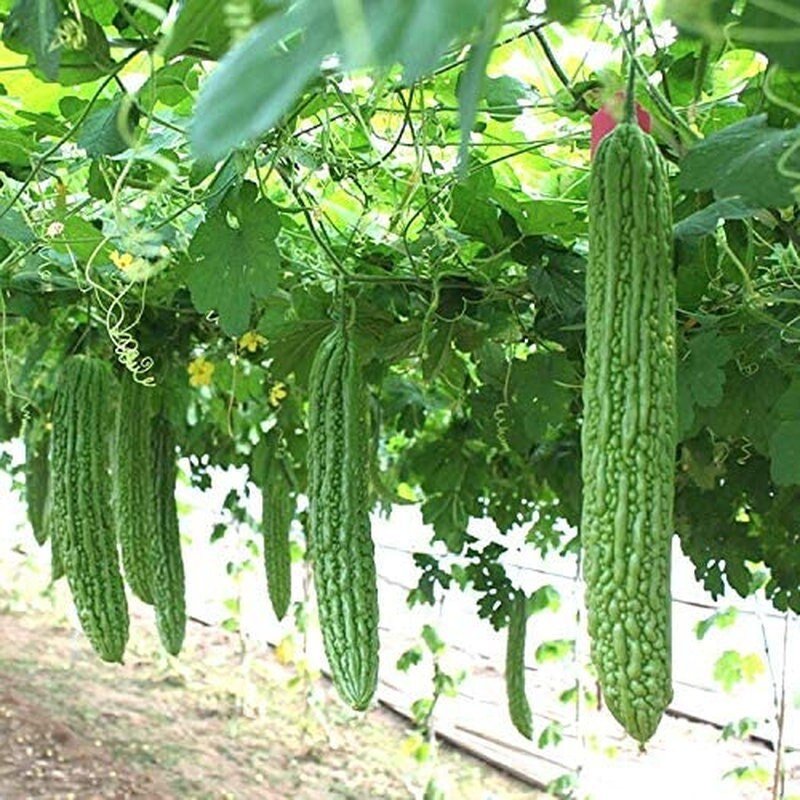 Heirloom bitter melon seeds; hanging green ridged bitter melons on the vine