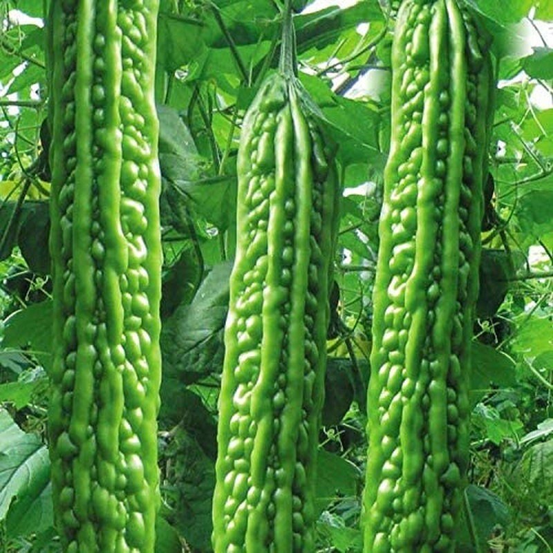 Heirloom bitter melon seeds; close-up of long green ridged gourds on plant