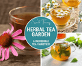 Herbal tea seed assortment with cups of herbal tea and flowers, six varieties