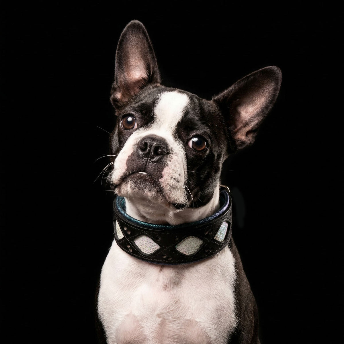 French bulldog wearing a black dog collar with teal trim and light geometric patches