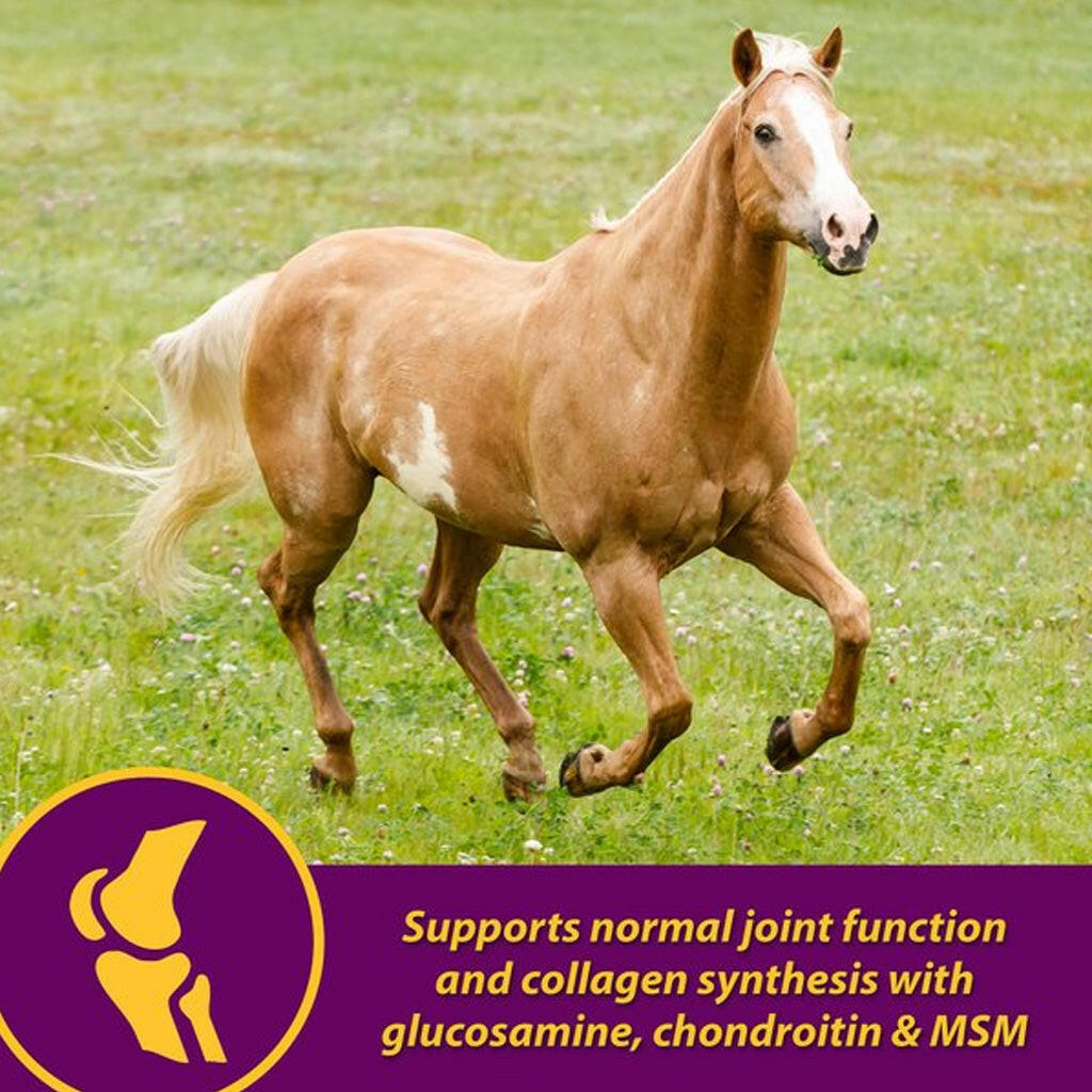 Chestnut horse on grass, joint hoof and coat supplement feature