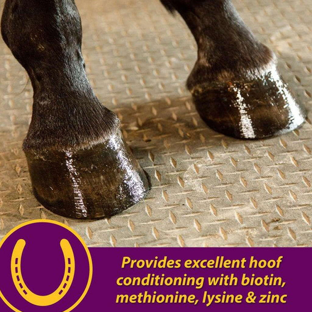 Horse hoof on metal surface, joint hoof and coat supplement feature