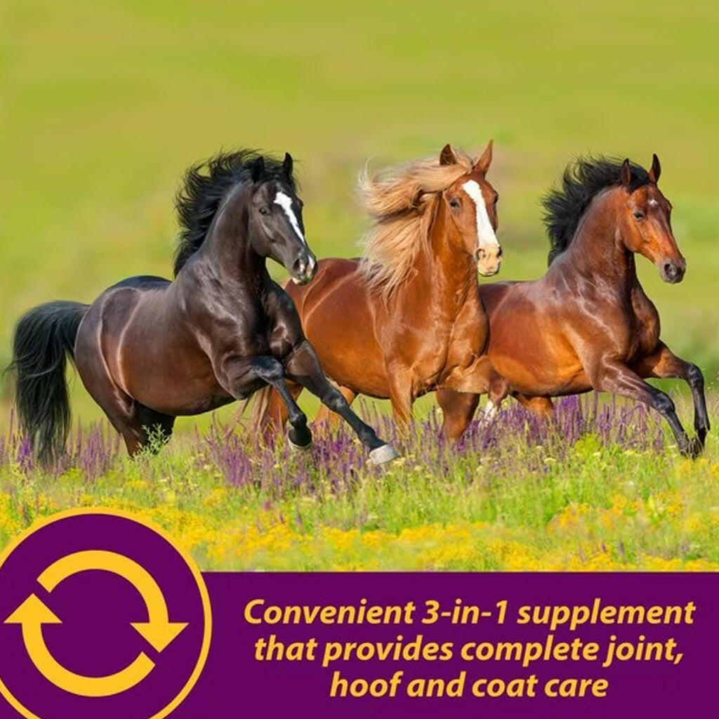 Group of horses running outdoors, joint hoof and coat supplement feature