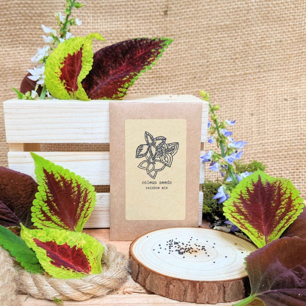Houseplant seed packet for coleus seeds rainbow mix, 20 seeds, with flower icon