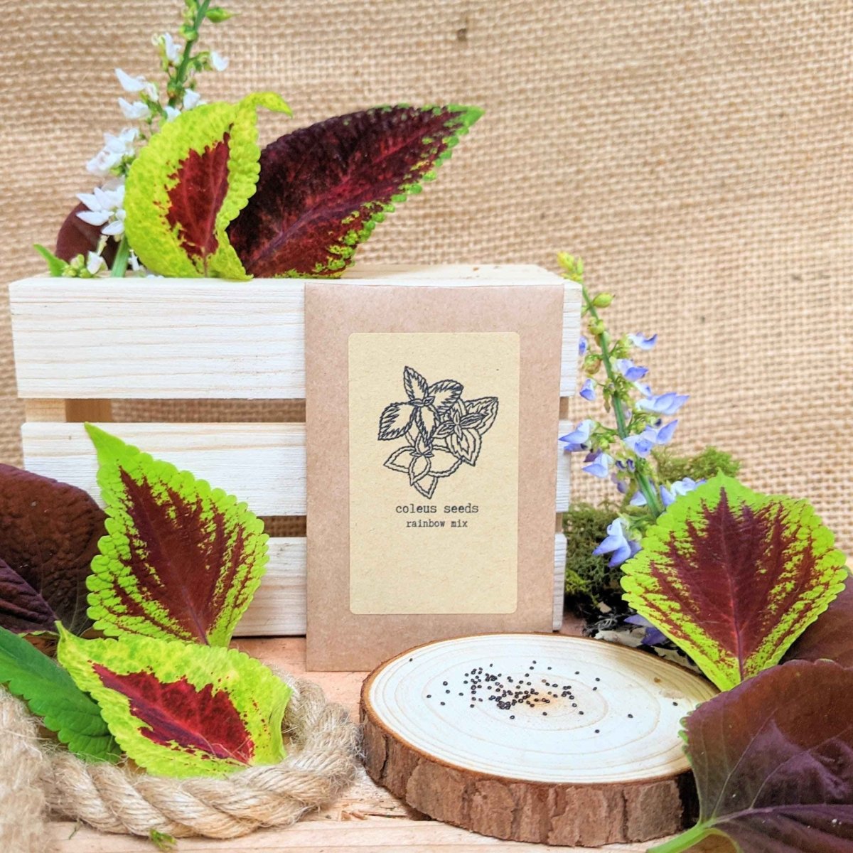 Houseplant seed packet for coleus seeds rainbow mix, 20 seeds, with flower icon