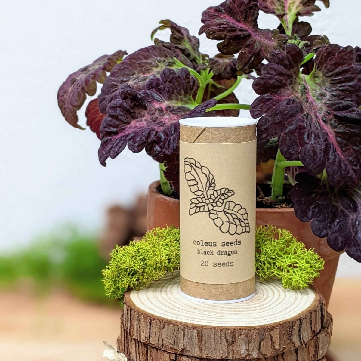 Houseplant seed canister labeled coleus black dragon, 20 seeds, with plant leaves