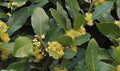 Bay laurel plant with glossy green leaves and yellow flower clusters