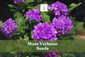 Purple verbena ground cover flowers with green leaves