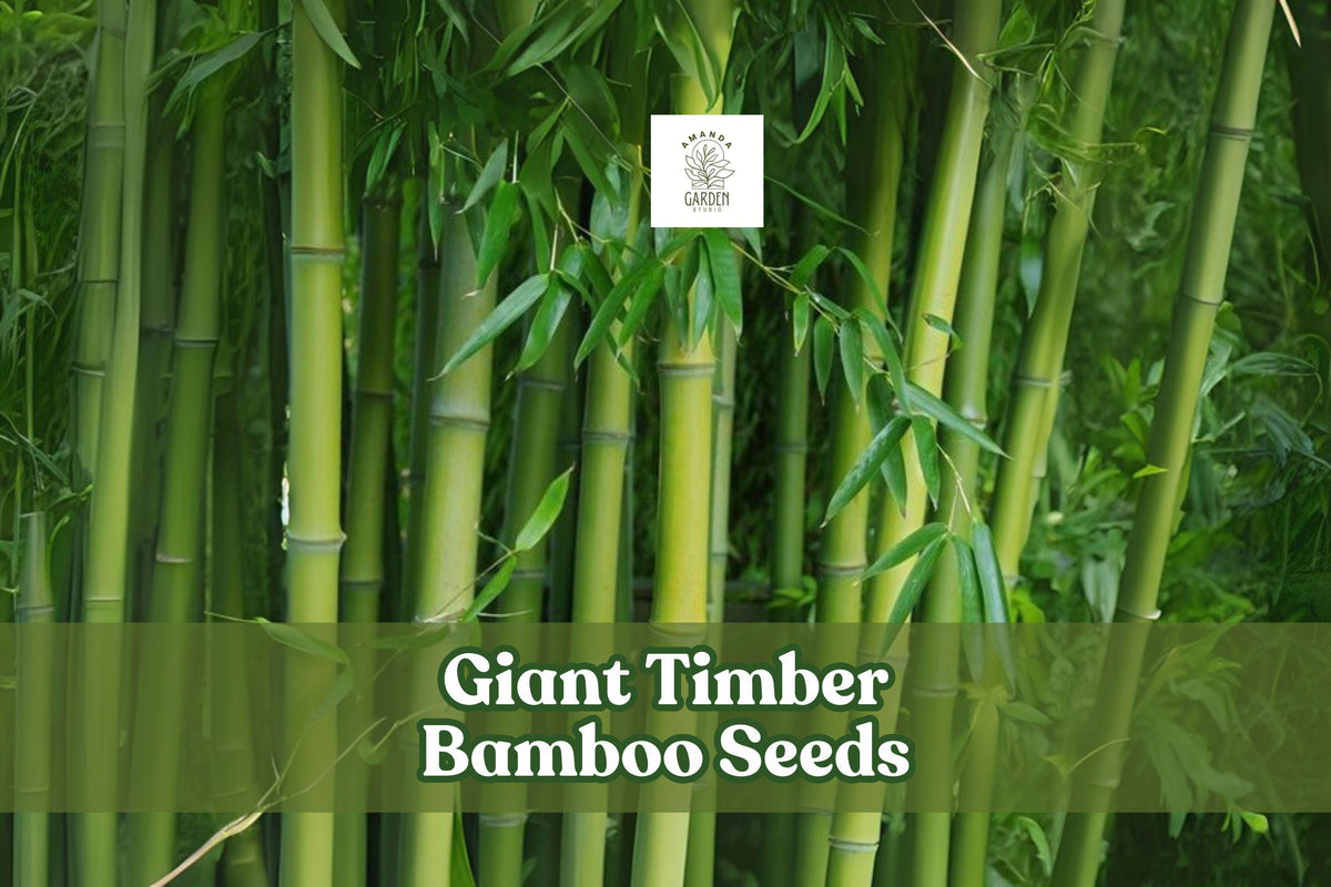 Giant timber bamboo seeds with green bamboo stalks