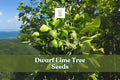 Dwarf lime tree seeds: bright green lime fruits on a leafy tree