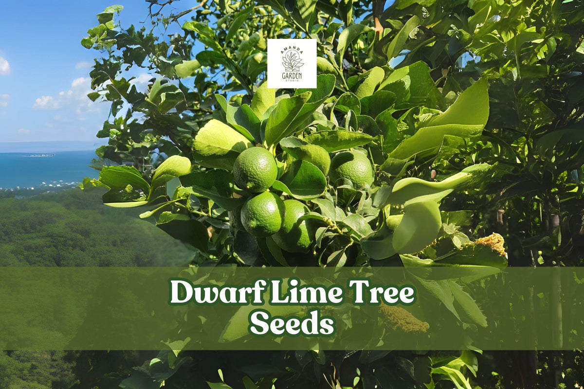 Dwarf lime tree seeds: bright green lime fruits on a leafy tree