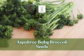 Broccolini baby broccoli vegetable stems with green florets and tender stalks