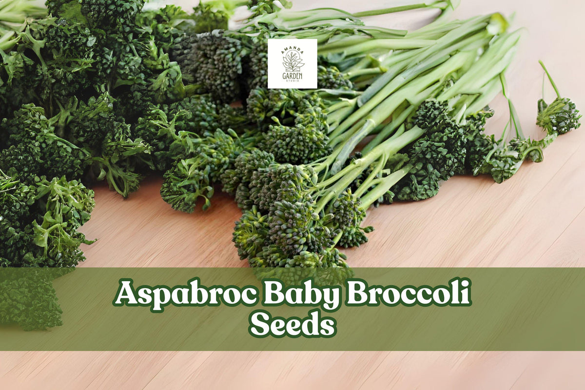 Broccolini baby broccoli vegetable stems with green florets and tender stalks
