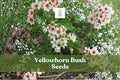 Yellowhorn bush seeds, shown with clusters of white flowers with red centers