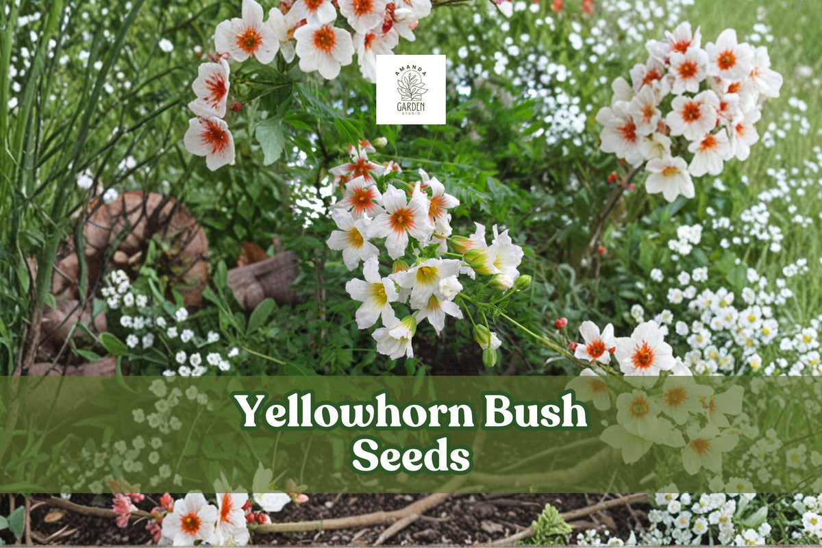 Yellowhorn bush seeds, shown with clusters of white flowers with red centers