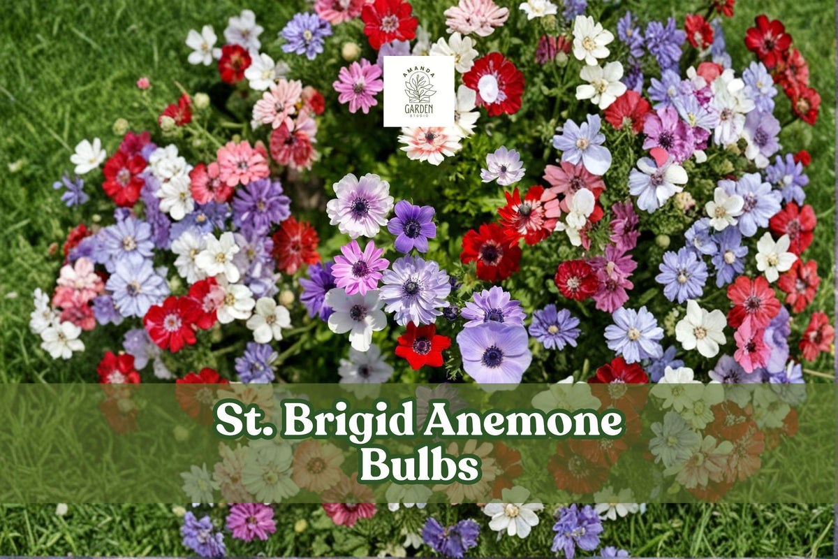 Mixed-color double St. Brigid anemone flower bulbs, vibrant spring blooms