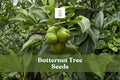 Butternut tree seeds: green butternut nuts on leafy branch