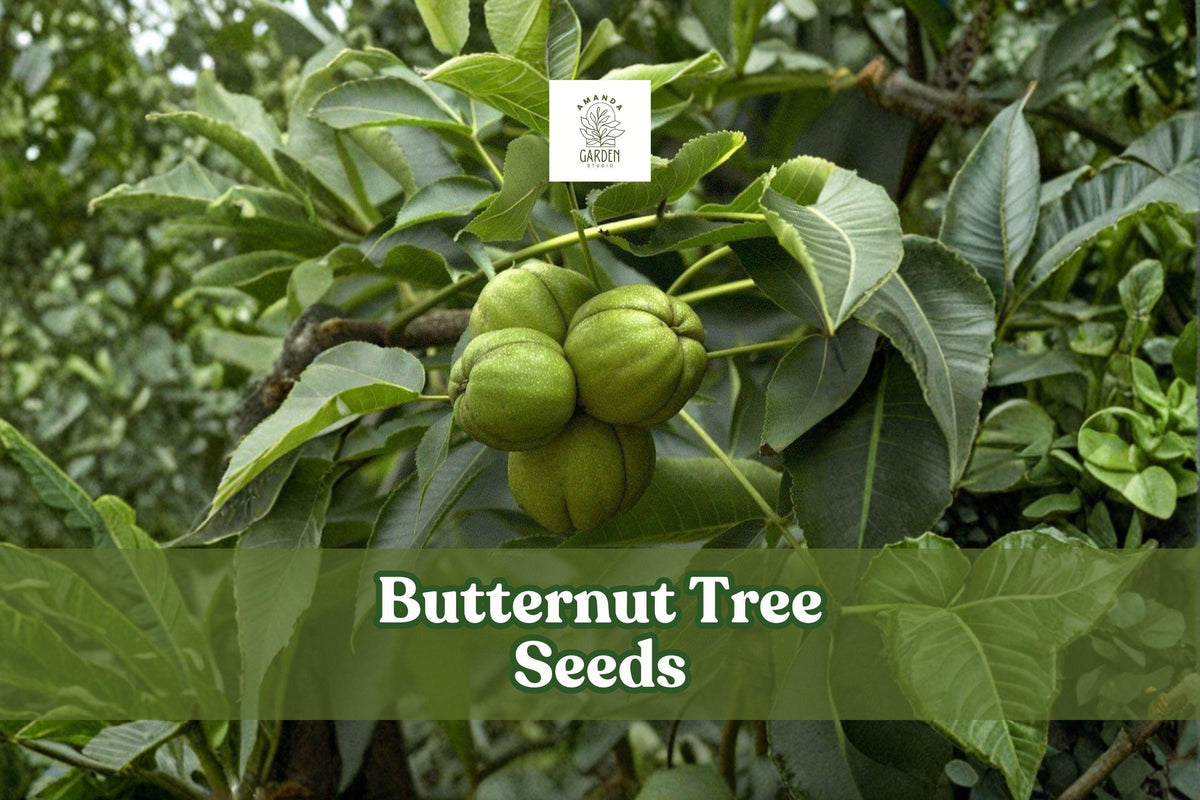 Butternut tree seeds: green butternut nuts on leafy branch