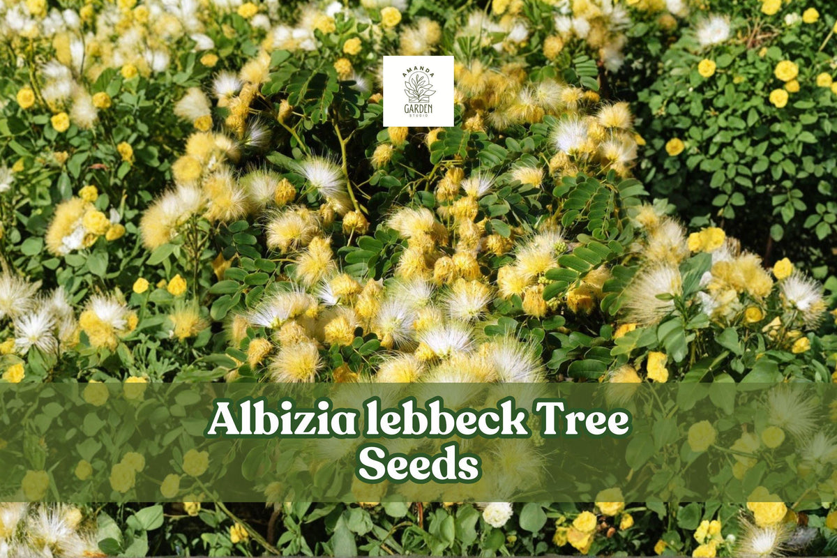 Albizia lebbeck seeds for a shade tree, shown with feathery cream flower clusters and green foliage