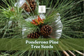 Ponderosa pine seeds with long green needles and brown pine cones