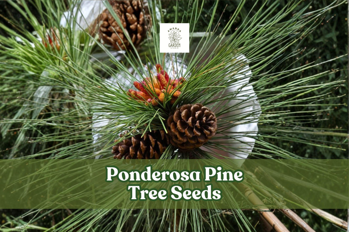 Ponderosa pine seeds with long green needles and brown pine cones