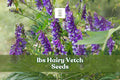 Hairy vetch cover crop with purple flowers and green foliage