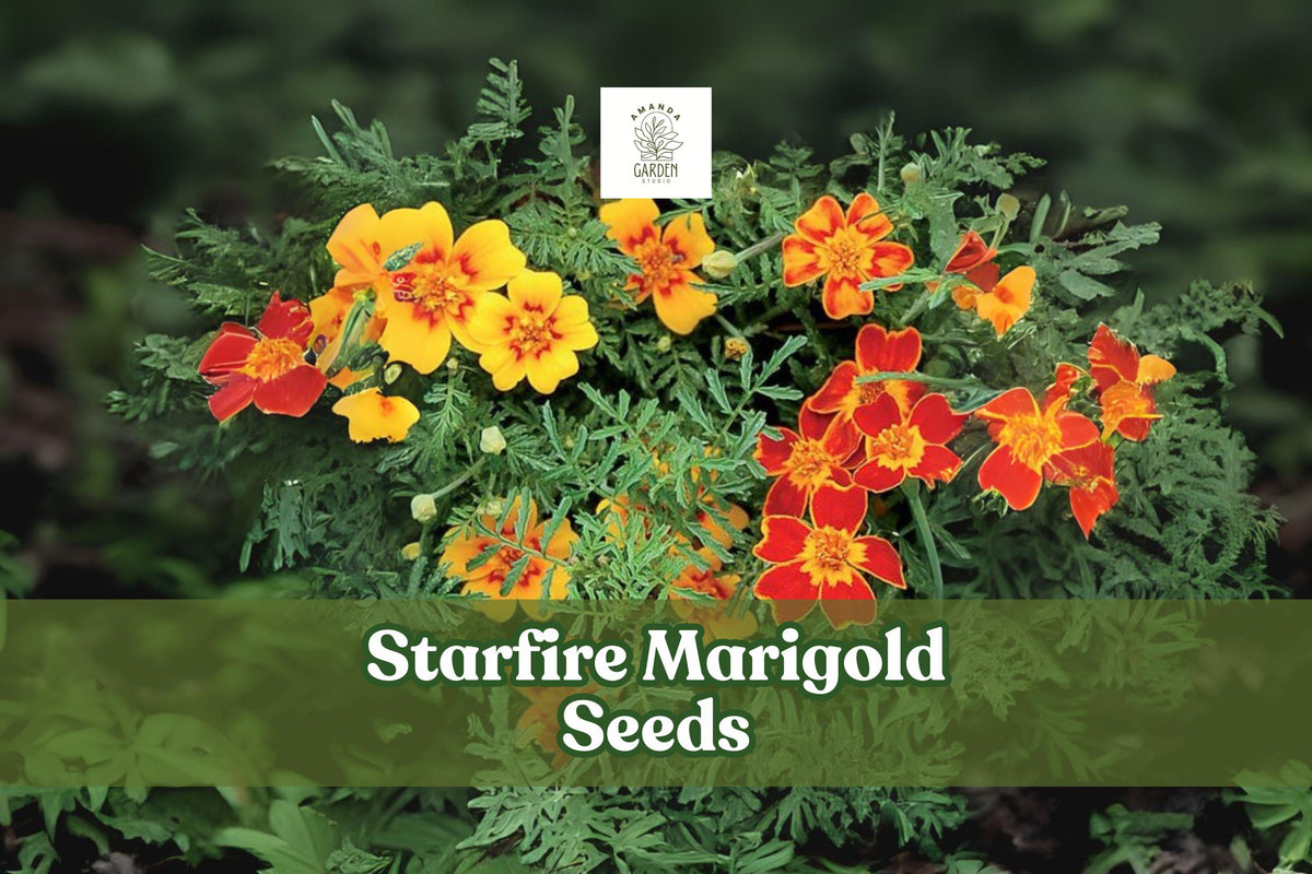 Starfire marigold flowers with orange and yellow blooms on leafy stems