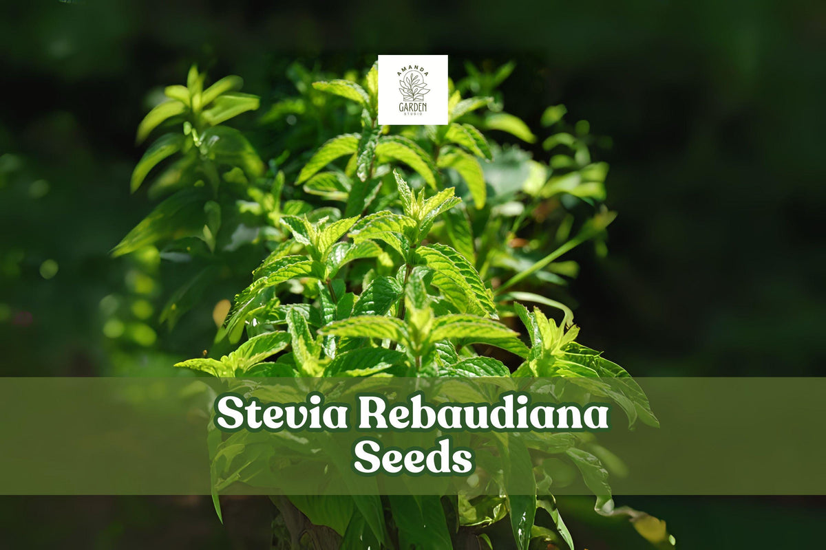 Stevia rebaudiana herb plant with bright green leaves