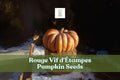 Orange heirloom pumpkin with ribbed rind, round fluted shape for fall decor