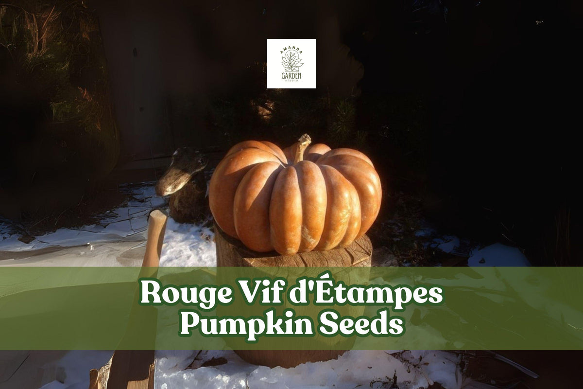 Orange heirloom pumpkin with ribbed rind, round fluted shape for fall decor