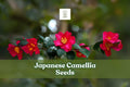 Japanese camellia branch with glossy green leaves and bright pink-red flowers