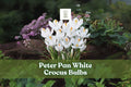 Peter Pan white crocus flowers with golden centers and slender green leaves