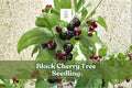 Black cherry tree seedling with green leaves and dark red cherries on branches