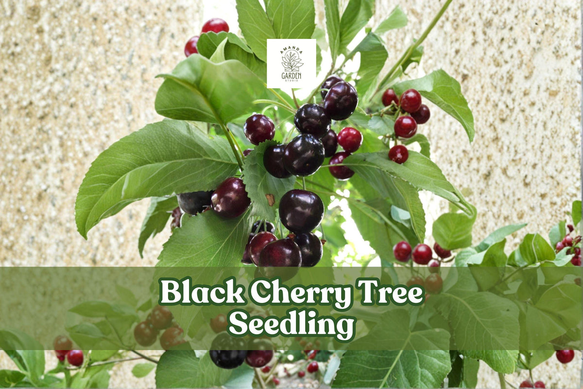 Black cherry tree seedling with green leaves and dark red cherries on branches