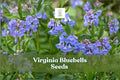Virginia bluebells with clusters of blue and purple bell-shaped flowers and green leaves
