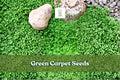 Green carpet seeds for a dense, low green groundcover lawn