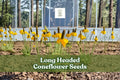 Long-headed coneflower seeds with yellow blooms and tall green stems