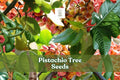 Pistachio tree seeds with a small botanical label among green leaves and ripening fruit