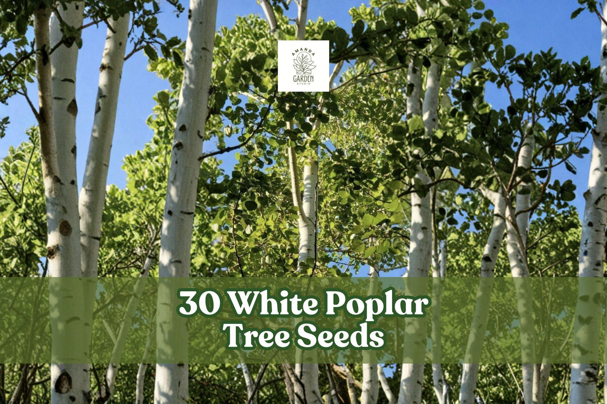White poplar tree seeds with small seed packet label, leaves and tall trunks visible