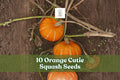 Orange Cutie squash fruits, bright orange compact cucurbita pepo, on garden soil